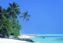 Le cocotier, arbre-roi des îles